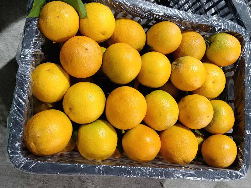 夏橙