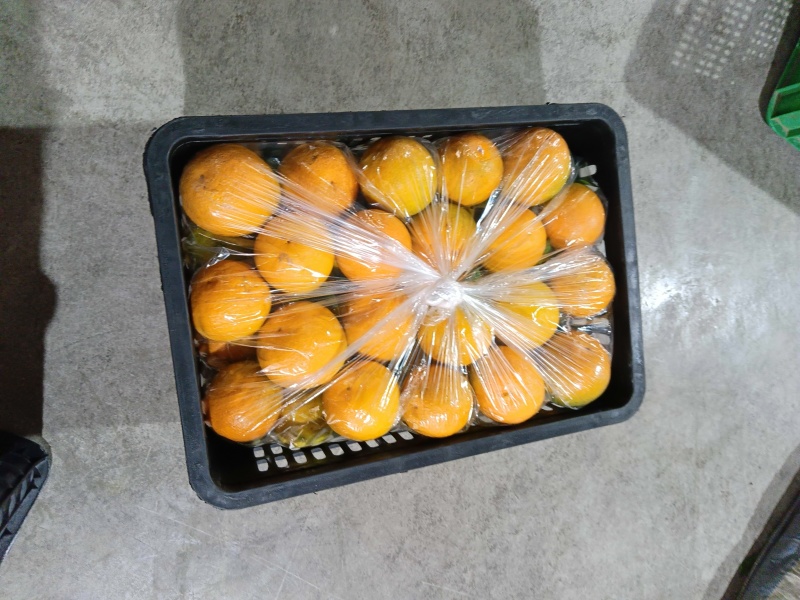 夏橙