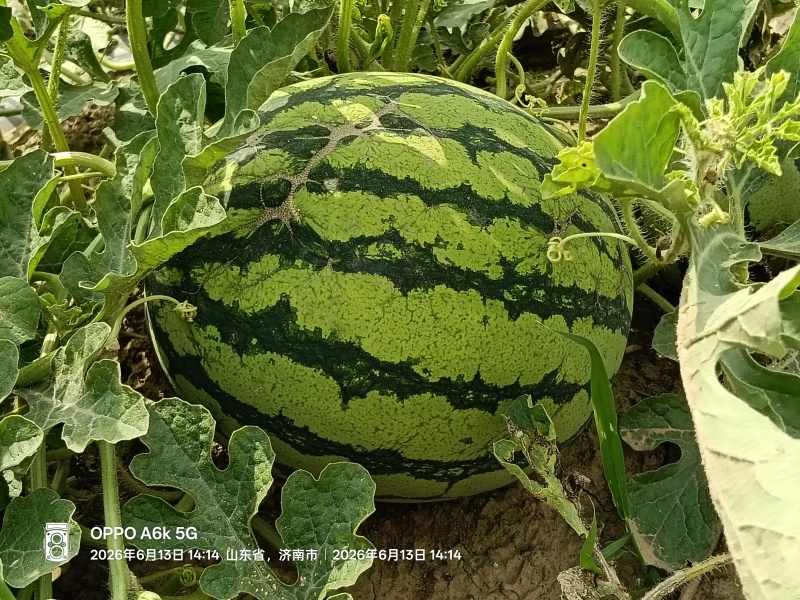自家种植园