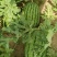 自家种植园