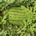 自家种植园