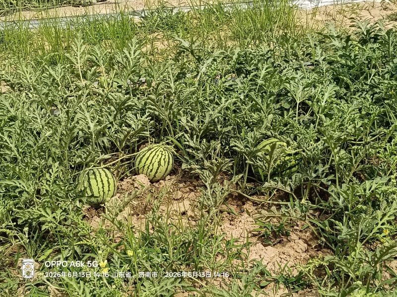 自家种植园