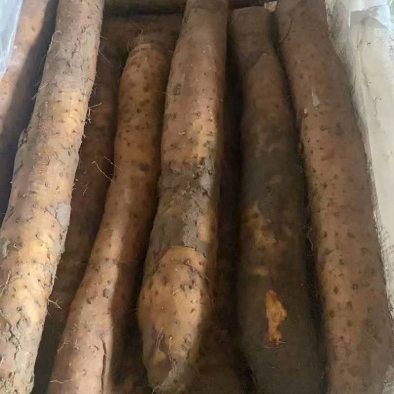 产地白玉山药大量上市欢迎电商超市赶集老板前来采购现货供应
