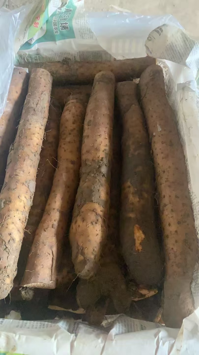 产地白玉山药大量上市欢迎电商超市赶集老板前来采购现货供应