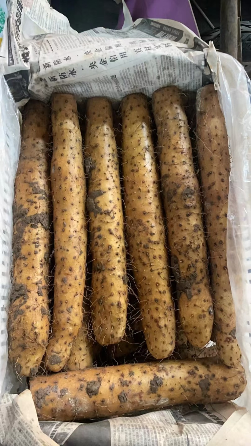 产地白玉山药大量上市欢迎电商超市赶集老板前来采购现货供应