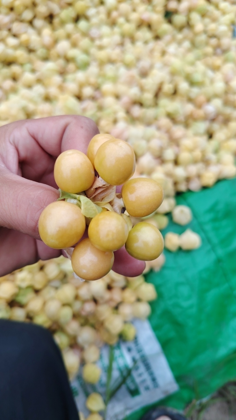 吉林大安黄菇娘果大量上市中欢迎各大采购商前来选购