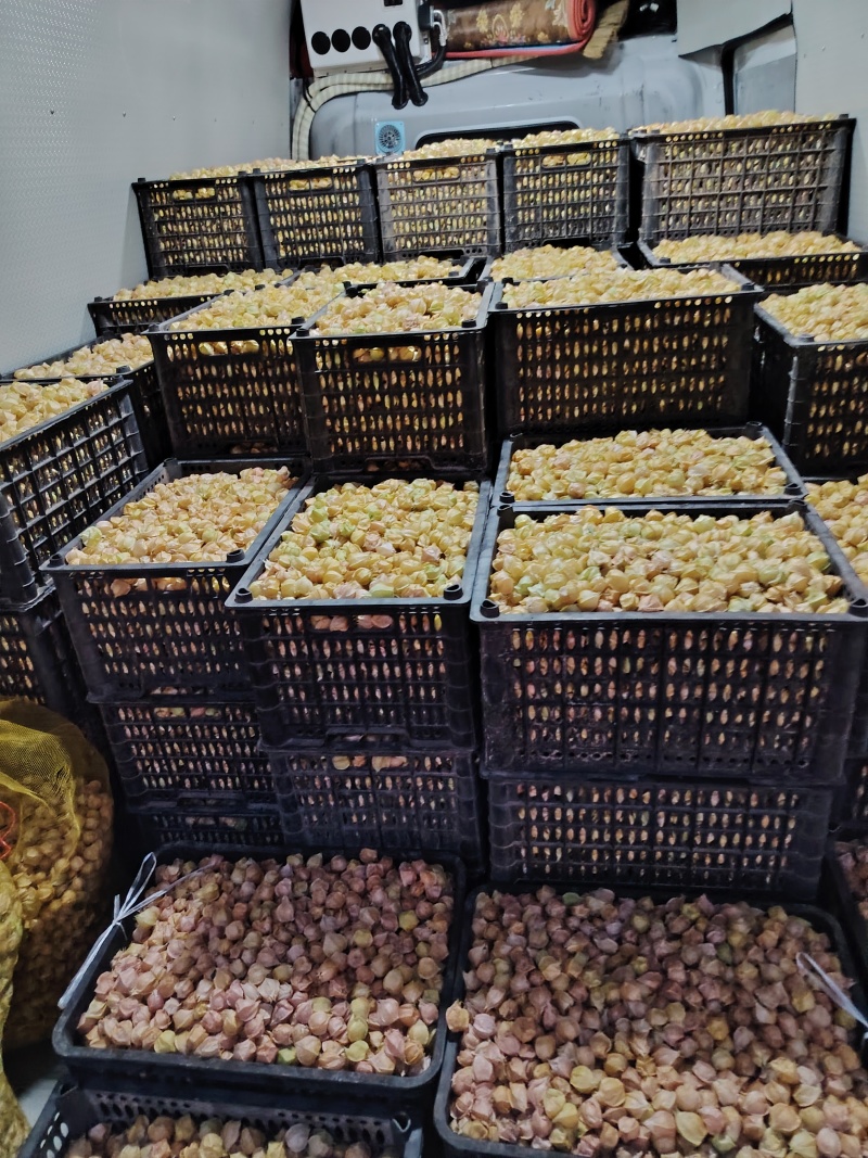 吉林大安黄菇娘果大量上市中欢迎各大采购商前来选购