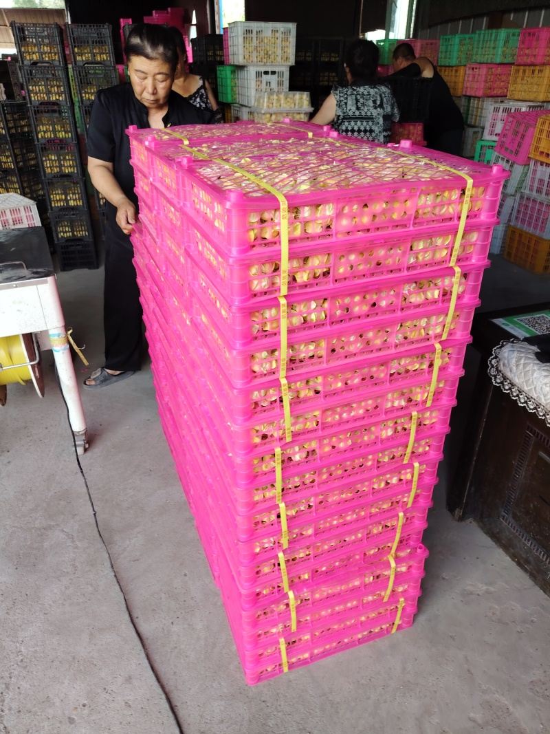 吉林大安黄菇娘果大量上市中欢迎各大采购商前来选购