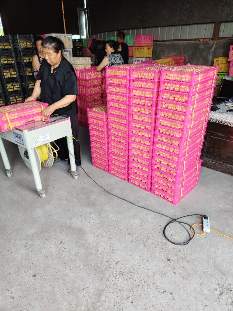吉林大安黄菇娘果大量上市中欢迎各大采购商前来选购