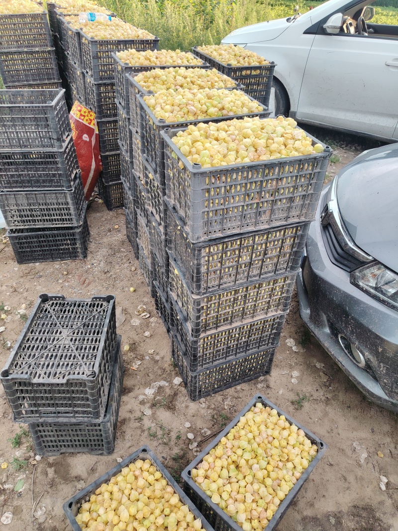 吉林大安黄菇娘果大量上市中欢迎各大采购商前来选购