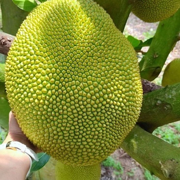 菠萝蜜
