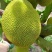 菠萝蜜