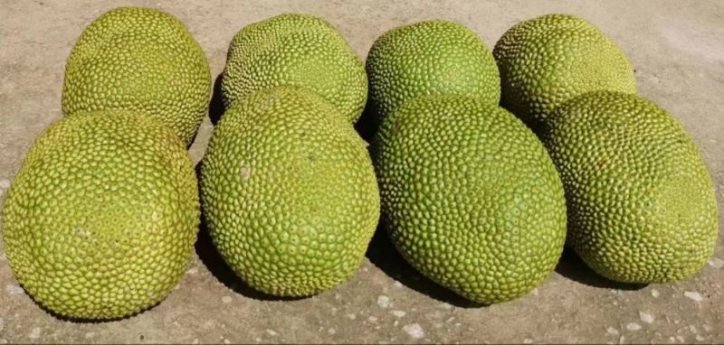 菠萝蜜
