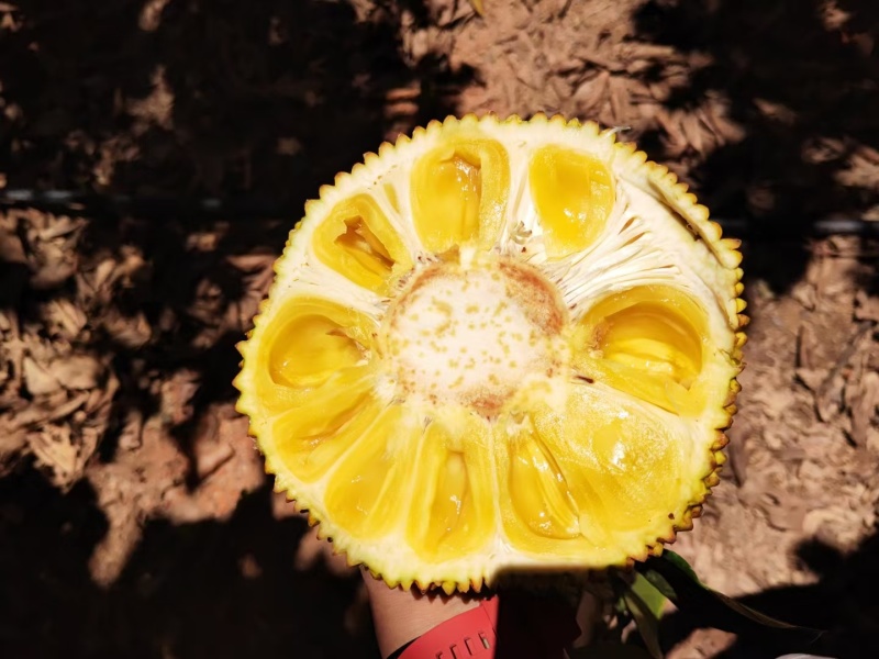 菠萝蜜