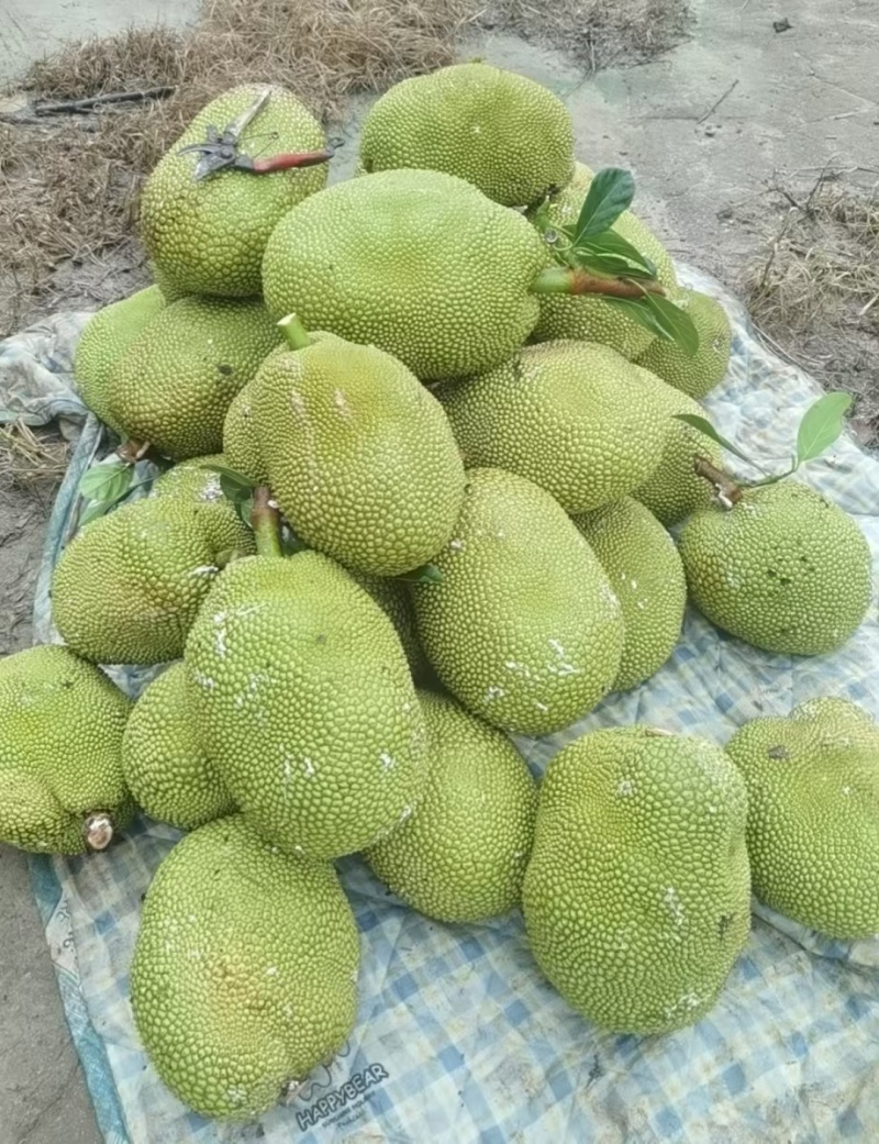 菠萝蜜