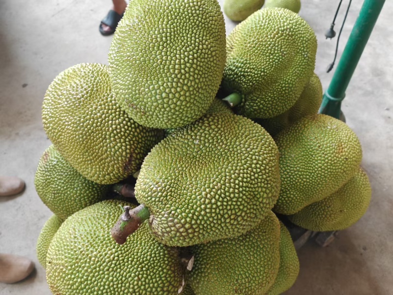 菠萝蜜