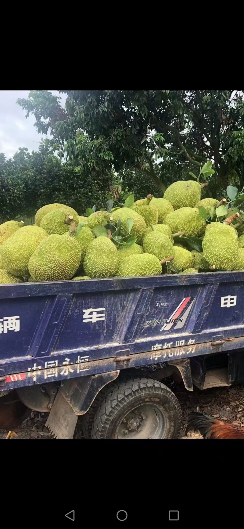 菠萝蜜