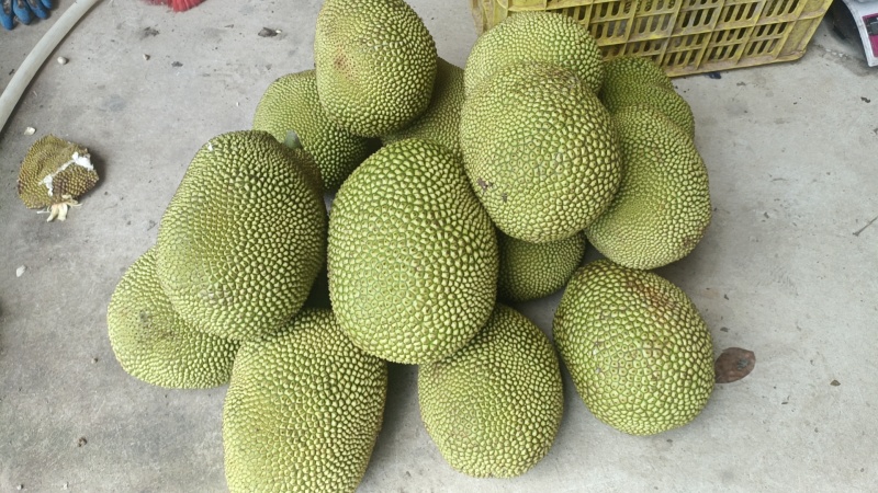 菠萝蜜