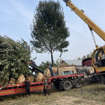 25美国红枫红冠，红点，十月光辉，等各个品种