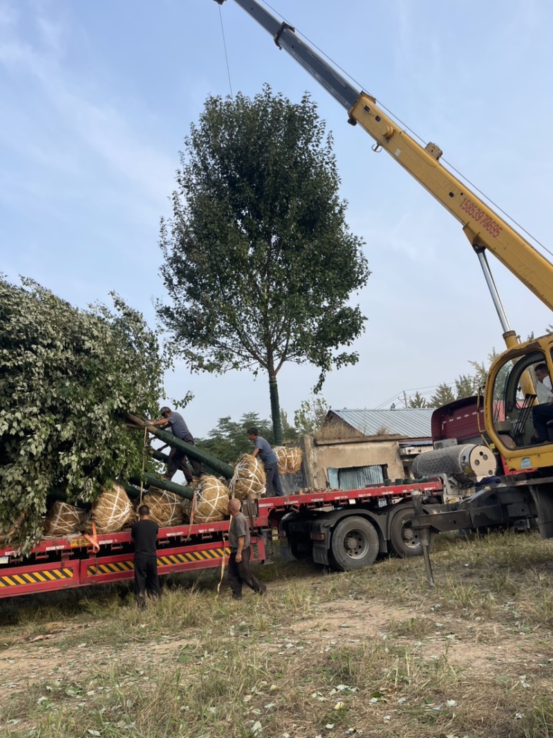 25美国红枫红冠，红点，十月光辉，等各个品种