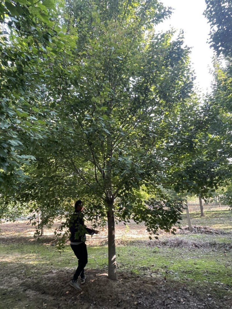 25美国红枫红冠，红点，十月光辉，等各个品种