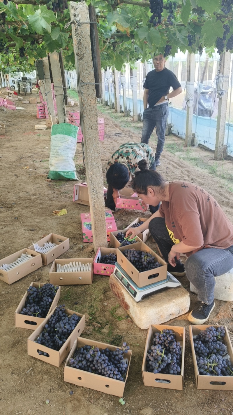河北秦皇岛昌无籽黎玫瑰香葡萄