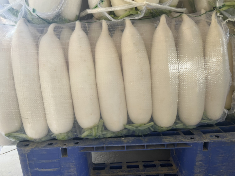 榆林白萝卜