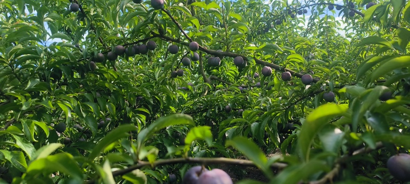 脆红李中小果批发