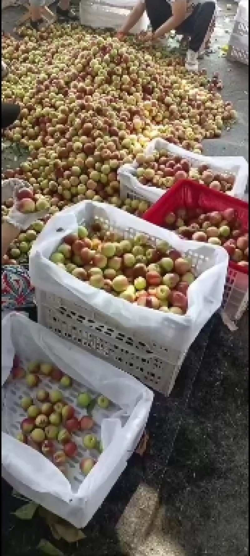 宏义果品为你提供万亩优质珍珠枣油桃，一手货源，产地直发，