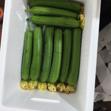 山东特产油皮丝瓜