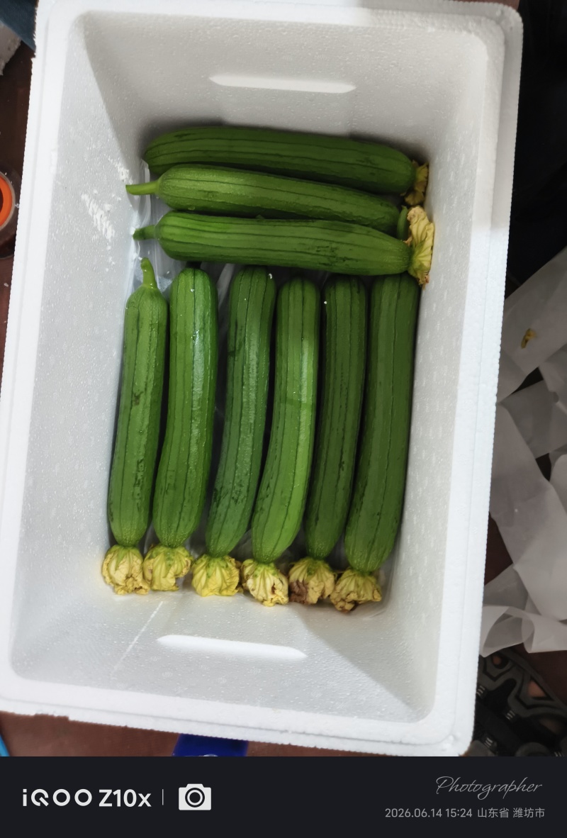 山东特产油皮丝瓜