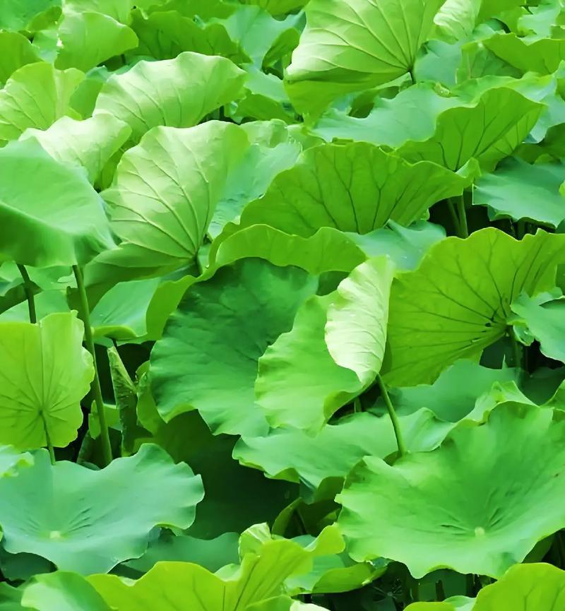 鲜荷叶