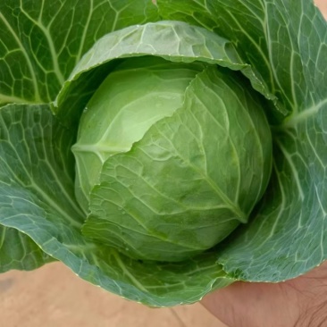 白菜，铁头！