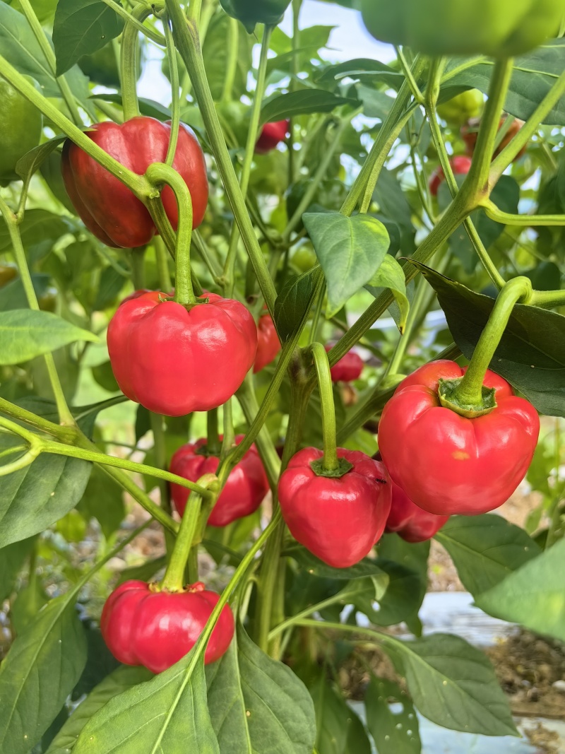 贵州灯笼椒高山农家种植微微辣特别香适合做任菜肴