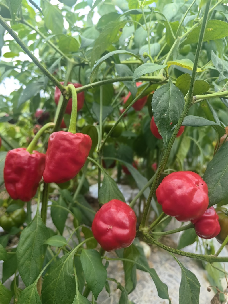 贵州灯笼椒高山农家种植微微辣特别香适合做任菜肴