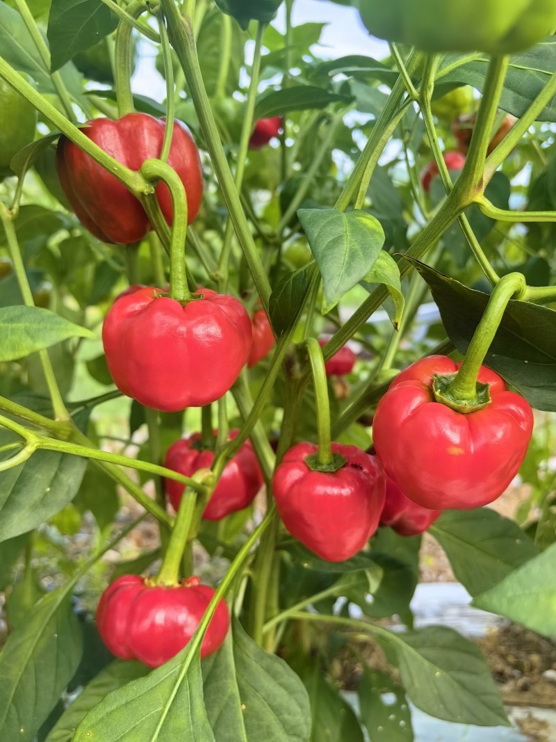 贵州灯笼椒高山农家种植微微辣特别香适合做任菜肴
