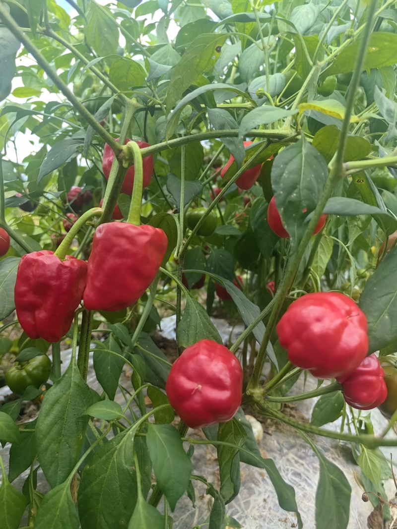 贵州灯笼椒高山农家种植微微辣特别香适合做任菜肴