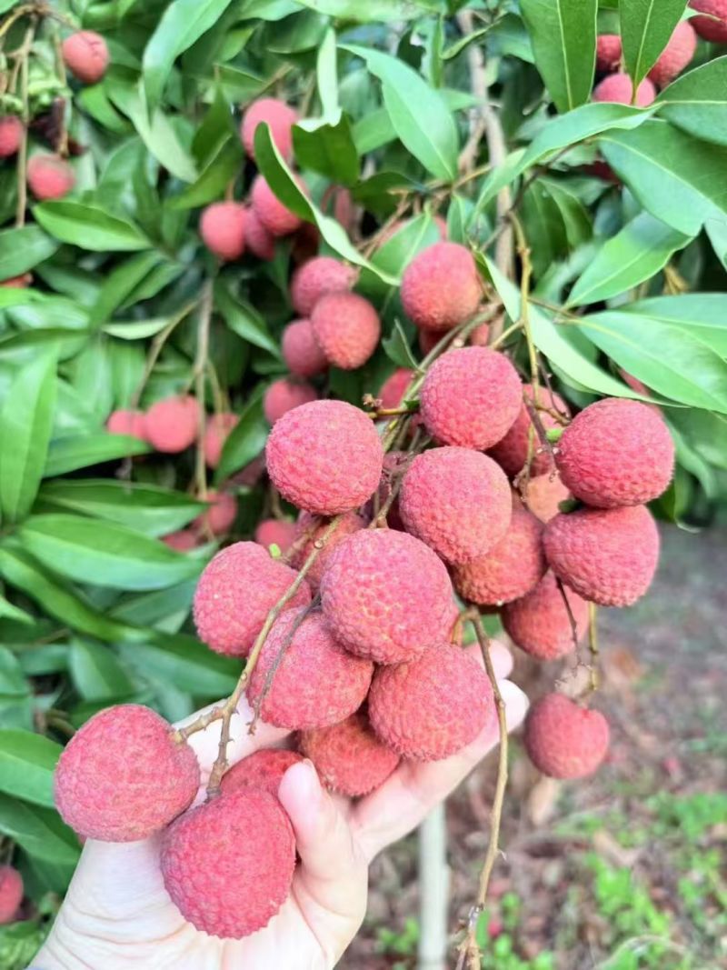 福建荔枝大量新鲜