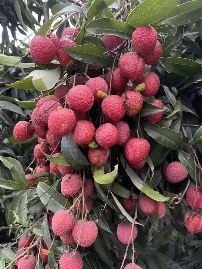 福建荔枝大量新鲜