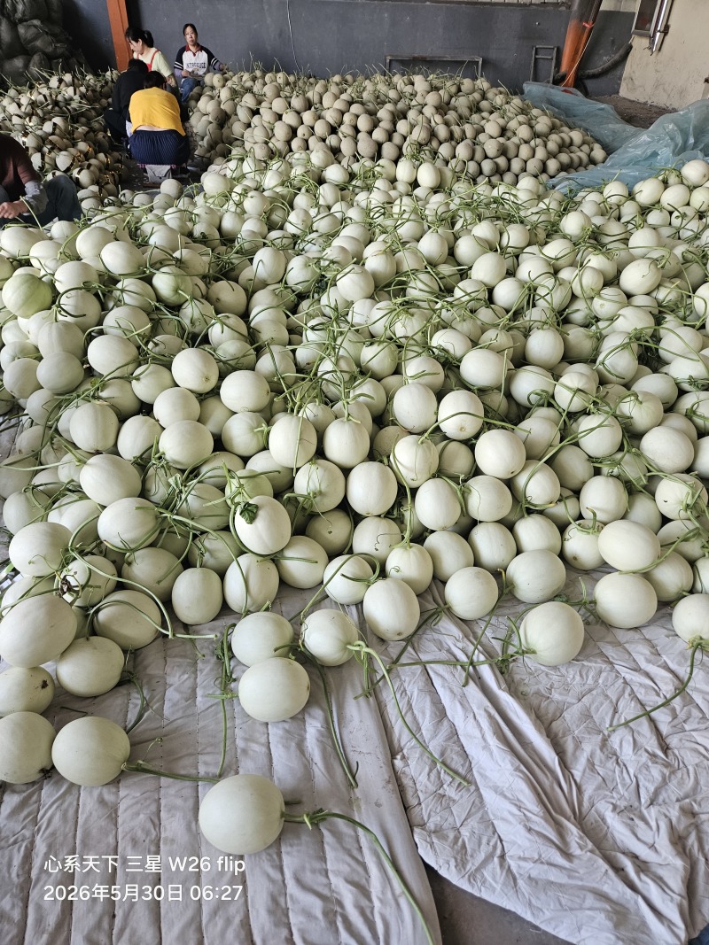 玉菇冰激凌甜瓜，产地直销货源充足，全国发货