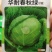 华耐春秋绿春夏秋优质甘蓝种籽君甘一号