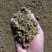 河北蘑菇菌渣价格美丽质量好对接全国量大从优