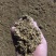 河北蘑菇菌渣价格美丽质量好对接全国量大从优
