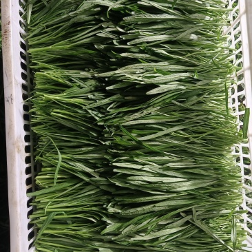 空心菜苗