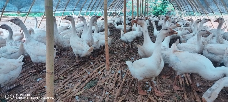 三花肉鹅，有需要的可以看图联X