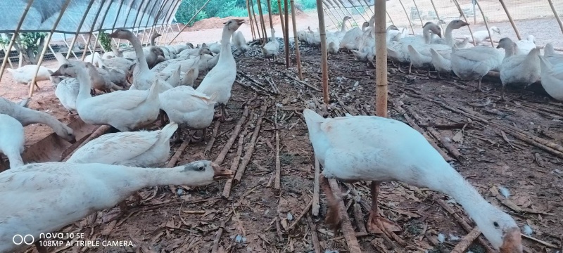 三花肉鹅，有需要的可以看图联X
