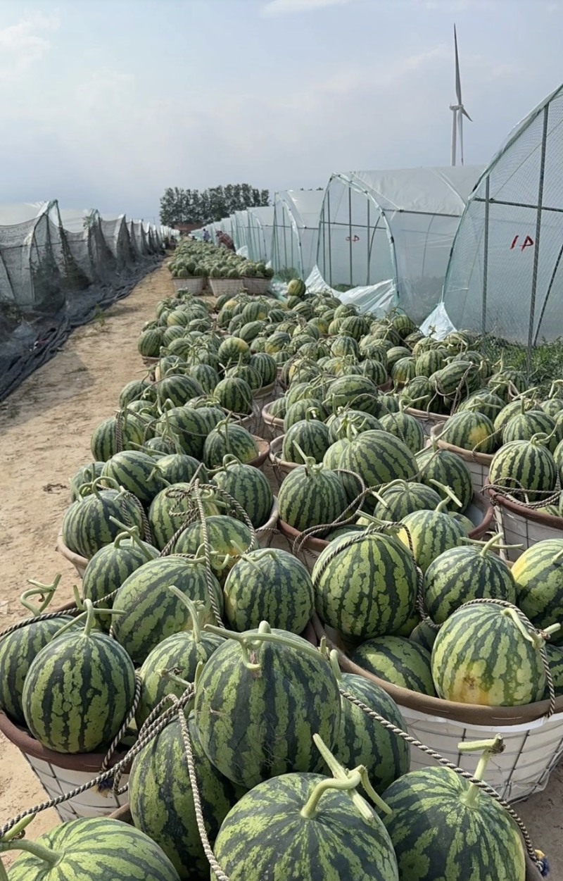 美都西瓜产地直供糖度高耐运输对接各大市场商超平台