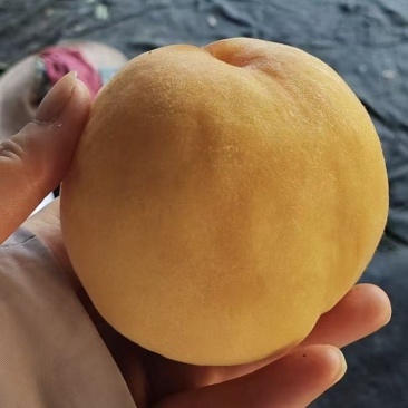 黄金蜜桃