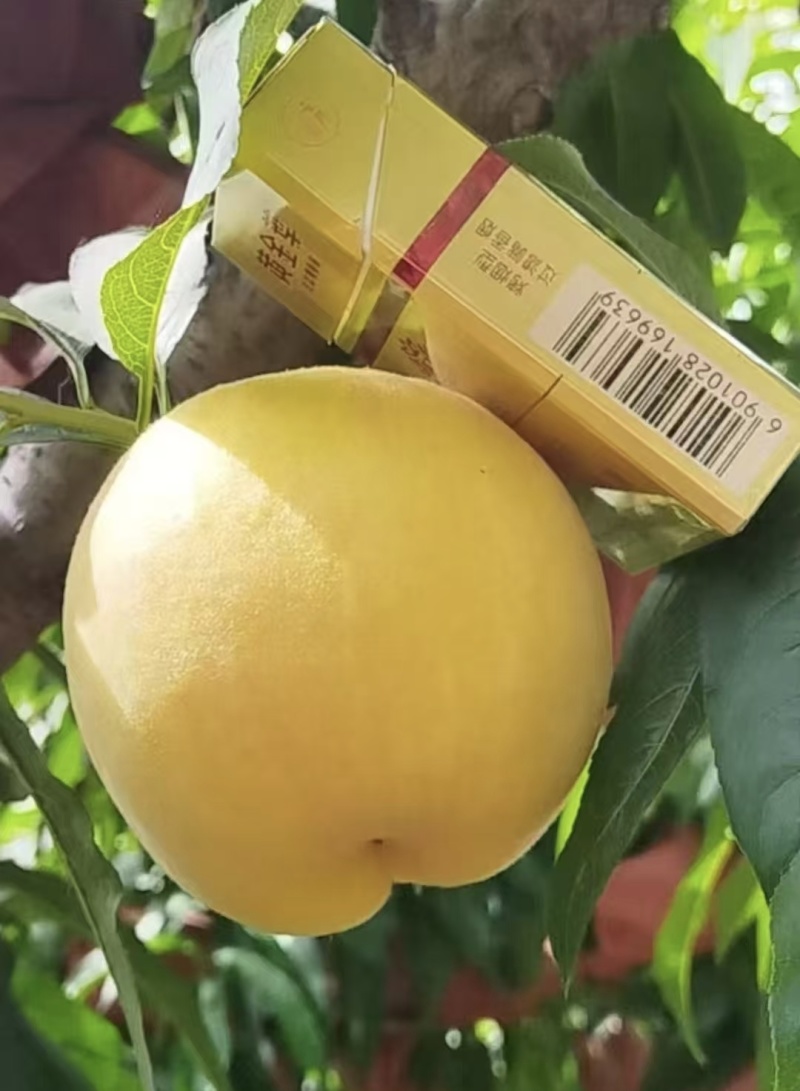 黄金蜜桃