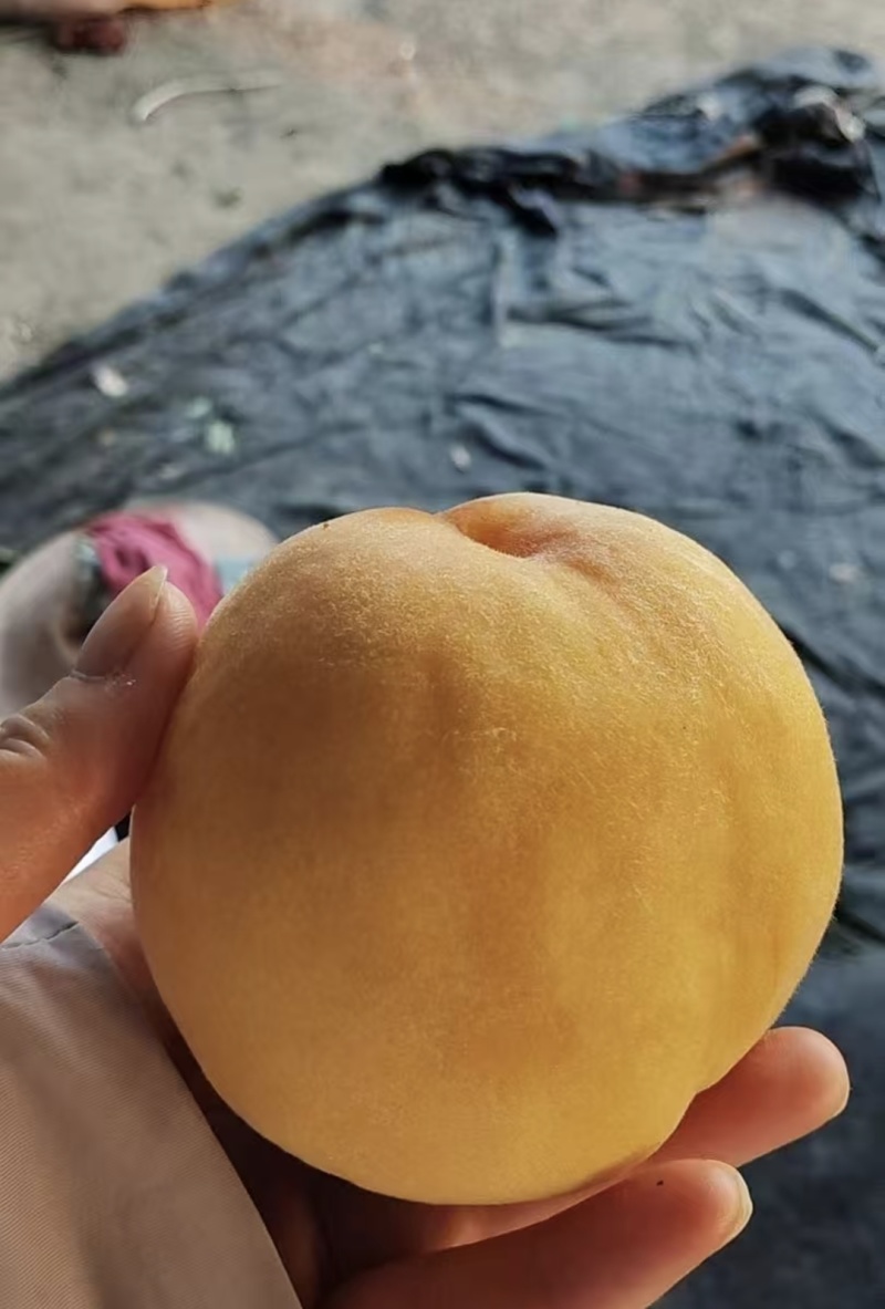 黄金蜜桃